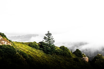 绿色的树在山上白天在白色的天空
